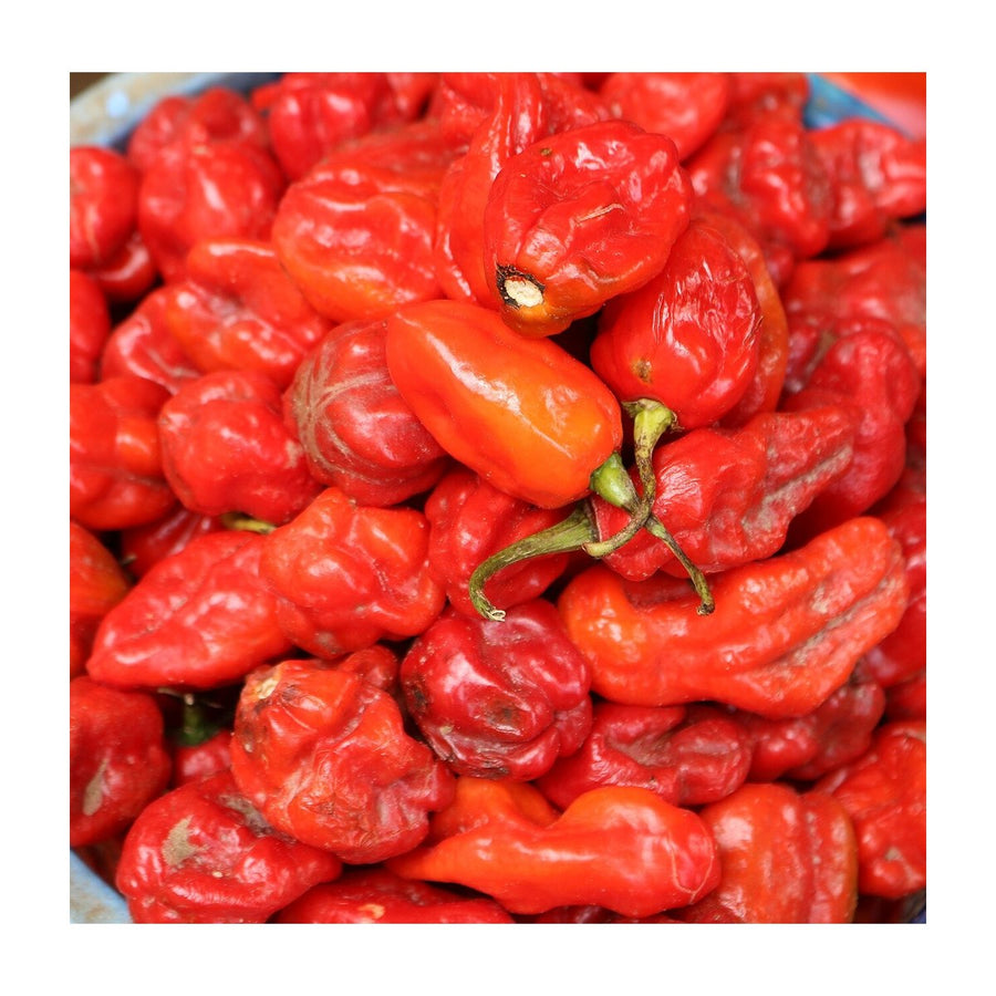 Fresh Scotch Bonnet Peppers (8 oz)